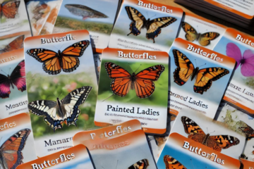 butterflies of new york flashcards